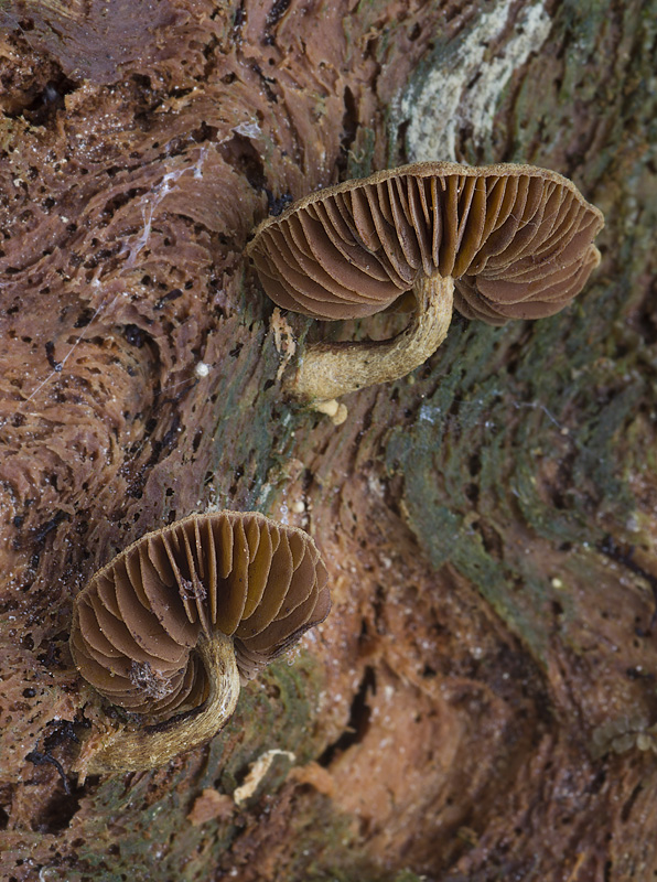 Gymnopilus josserandii